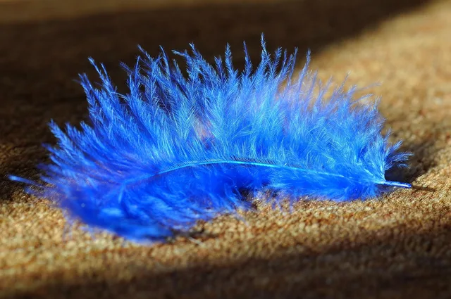 feather, blue, animal feather, bird feather, airy, tender, soft, close up, carpet, carpeted floor, feather, feather, feather, carpet, carpet, carpet, carpet, carpet. Carpet cleaning quote template: what to record